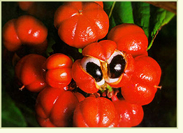 kırmızı acı biber