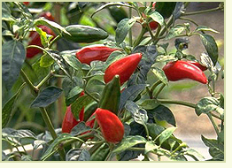 kırmızı acı biber