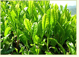 kırmızı acı biber